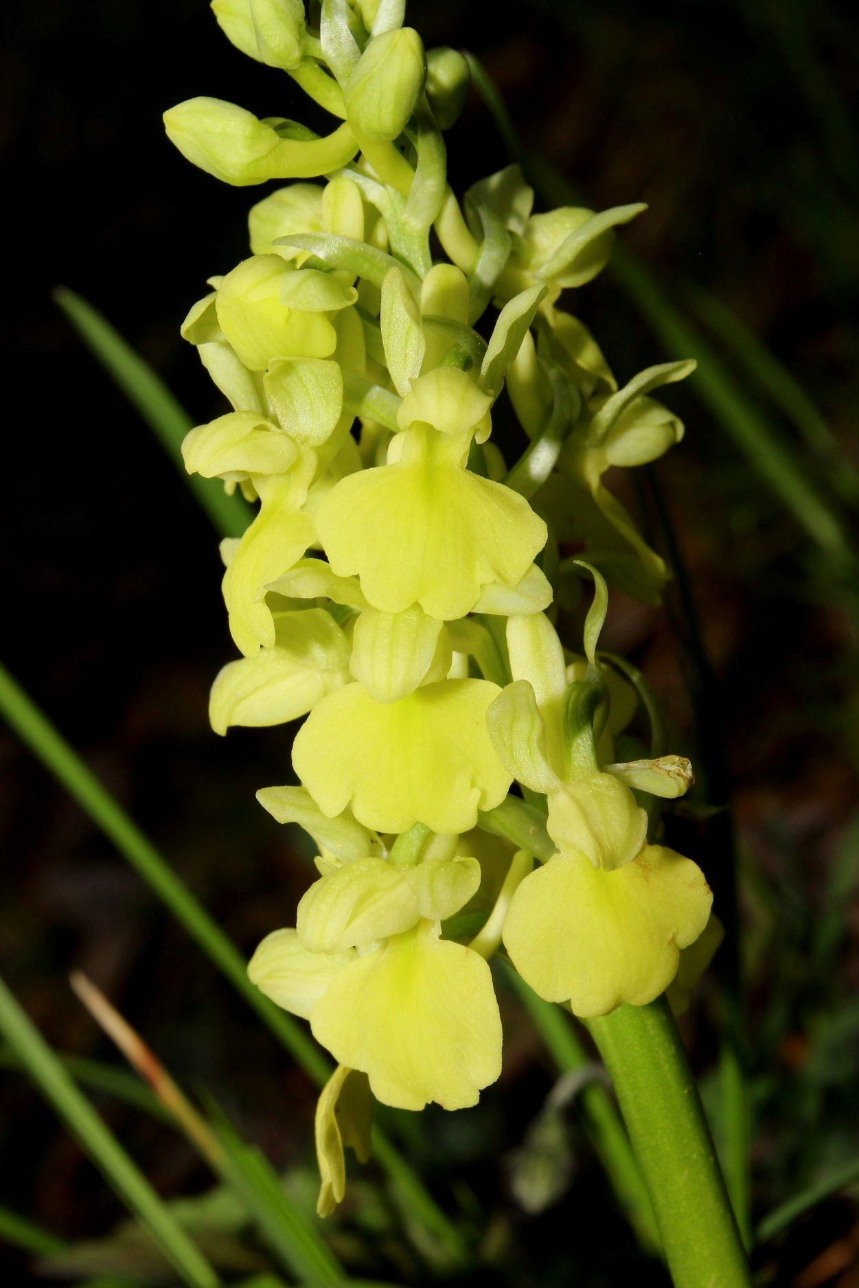Orchidee dell''Imperiese
